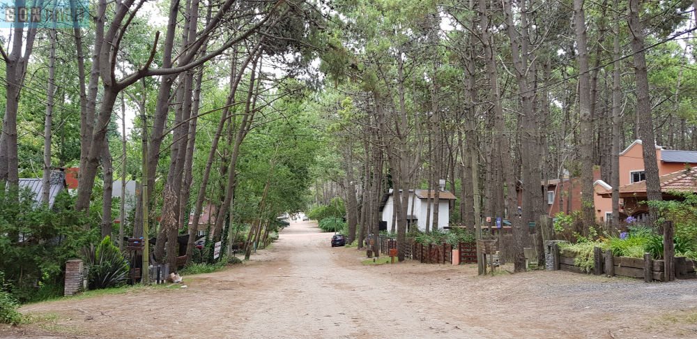 Calle de tierra entre pinos en Las Gaviotas