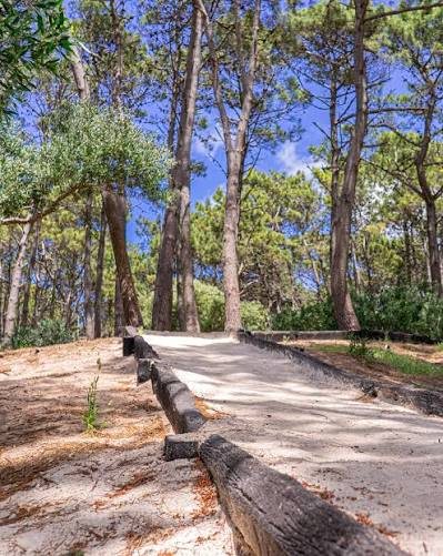 Sendero de arena entre pinos que baja hacia la playa